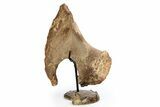 Plesiosaur Scapula Bone on Ammonite Stand - Asfla, Morocco #252630-1